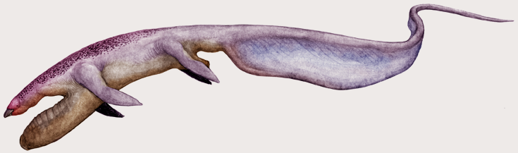 phyllocaudus